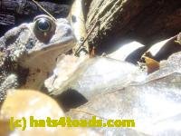 /home//u458753944/public_html/sourcegallery////////////////McKaig Nature Center/2024-09-27/P9271572.JPG